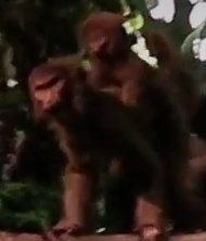 Reference still of 2 Monkeys on Living with the Land