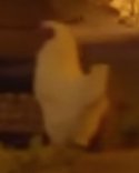 Reference still of Chicken 4 on Living with the Land