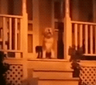 Reference still of Dog on Living with the Land