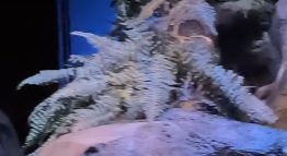 Reference still of Fan on leaves 5 on Living with the Land