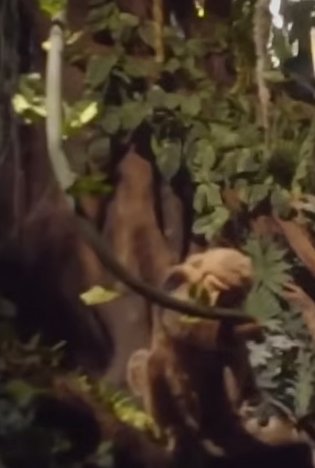 Reference still of Monkey with vine on Living with the Land