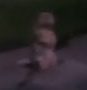 Reference still of Prairie Dog 3 on Living with the Land