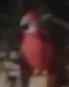 Reference still of Red bird on Living with the Land