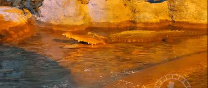 Reference still of Snapping Croc on Living with the Land