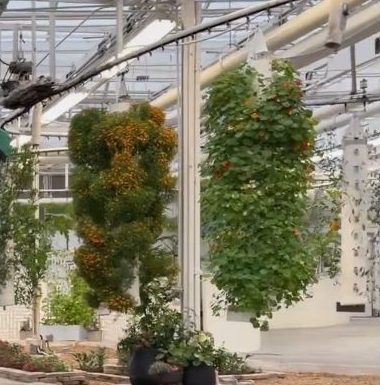 Reference still of Vertical Growing System 1 on Living with the Land